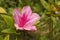 Pink azaleas blooming in spring