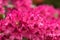 Pink azaleas blooms with small evergreen leaves