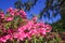 Pink Azaleas in the South