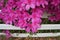 Pink Azaleas on white fence