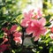 Pink Azalia flowers. Retro filter photo. Spring.
