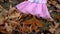 Pink baby dress lies on fallen yellow leaves