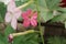 Pink back view of Nicotiana flower