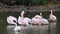 Pink-backed pelican birds on calm lake in evening