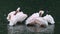 Pink-backed pelican birds in water with reflection