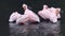 Pink-backed pelican birds in water with reflection