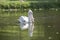 Pink backed pelican fishing