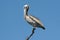 Pink-backed Pelican (Pelecanus rufescens)