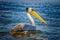 The Pink-backed Pelican or Pelecanus rufescens is floating in the sea lagoon in Africa, Senegal. It is a wildlife photo of bird
