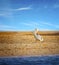 The Pink-backed Pelican or Pelecanus rufescens is going on the beach in the sea Somone lagoon in Africa, Senegal. It is