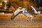 The Pink-backed Pelican or Pelecanus rufescens is lands on the beach in the sea lagoon in Africa, Senegal. It is a wildlife photo