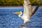 The Pink-backed Pelican or Pelecanus rufescens is lands on the surface in the sea lagoon in Africa, Senegal. It is a wildlife