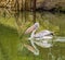 Pink backed pelican swimming in the water with a branch in its bill, pelican collecting branches to build a nest, Seasonal