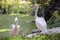 Pink Backed Pelicans couple.