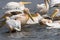 Pink-backed Pelicans at lake Nakuru.