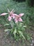  PINK BACKGROUND FLOWER lovely