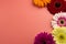 Pink background with gerbera daisy flowers