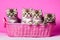 On a pink background, a group of Persian kittens are displayed in a pink container.