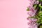 Pink background with lilac branche. greeting card, invitation card