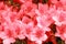 pink background. Pink flowers. pink background of flowers that have just blossomed