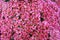 Pink background of Sedum Telephium