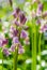 Pink backlit bluebell flowers