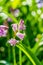 Pink backlit bluebell flowers