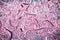 Pink bacteria background