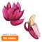 Pink banana. Color vector illustration.