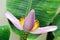 Pink banana flower