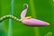 Pink banana flower