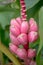 Pink banana flowering banana