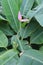 Pink banana heart in the middle of banana leaves.