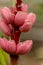 Pink bananas are in blossom