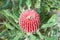 Pink Banksia