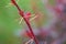 Pink barberry twig