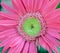 Pink Barberton Daisy