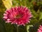 Pink Barberton Daisy