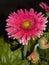 Pink Barberton Daisy