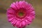 Pink Barberton daisy flower