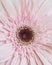 Pink Barberton daisy flower, Gerbera jamesonii, isolated on white background