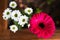 Pink Barberton Daisy Gerbera with White Marguerite Daisy in a Flower Pot