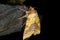 Pink-barred sallow, xanthia togata