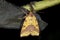 Pink-barred sallow, xanthia togata