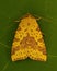 The Pink-barred Sallow, Xanthia togata