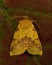 The Pink-barred Sallow, Xanthia togata