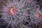 Pink Barrel Cactus thorns up close