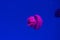 Pink barrel jellyfish swimming in the dark