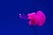 Pink barrel jellyfish swimming in the dark