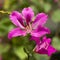 Pink Bauhinia